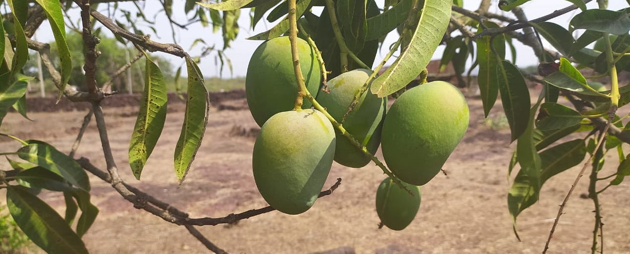Alphonso Mangoes Online