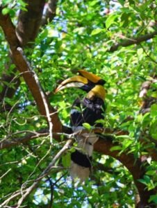 Hornbill on alphonso Tree