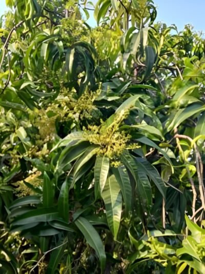 Alphonso mango flowering