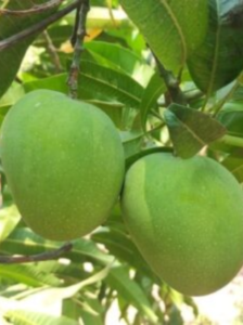 Alphonso mango