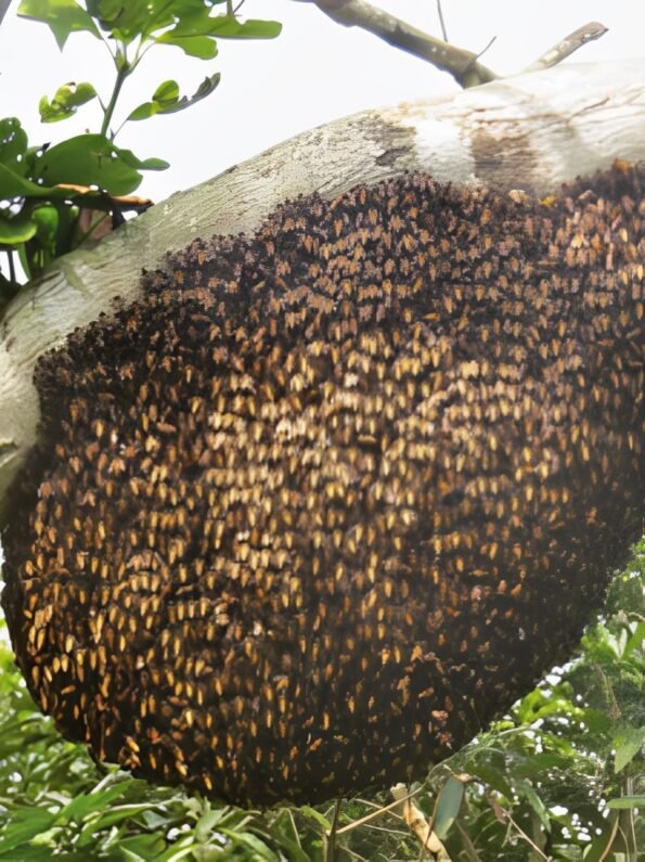 Honeybee at alphonso farm