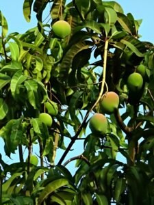 Alphonso mango farm