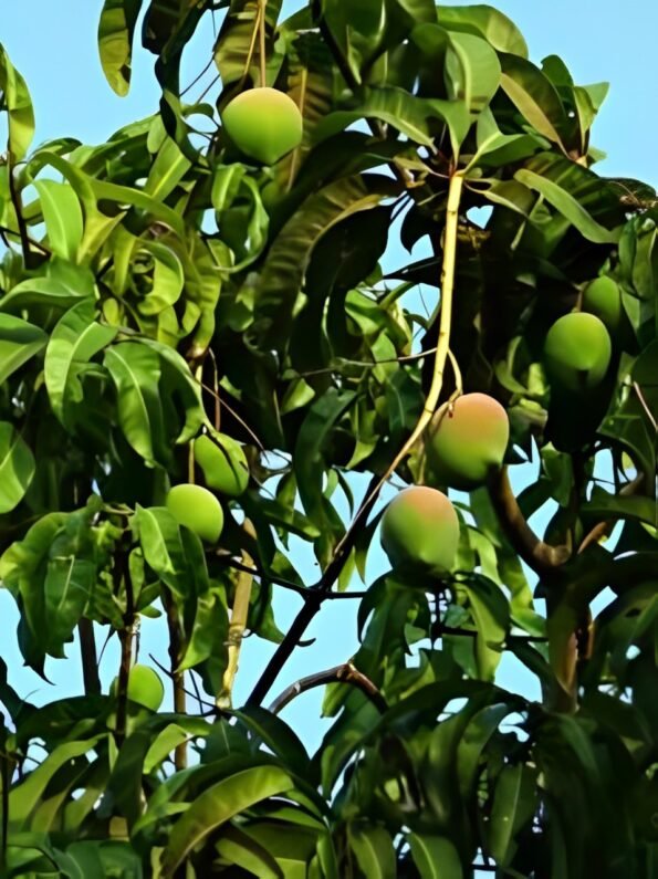 Alphonso mango farm