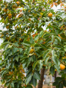 What is natural ripening of alphonso mango