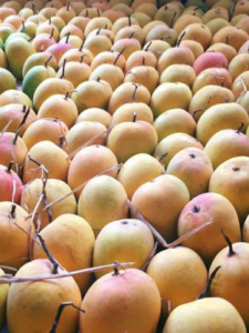 What is natural ripening of alphonso mango