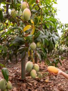 What is natural ripening of alphonso mango