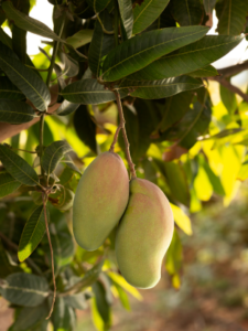 How Rain affects alphonso mango orchards