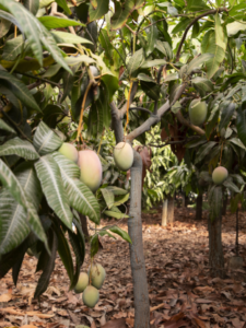 Plant Nutrients of Horticulture Crops such as Alphonso Mango and other fruits