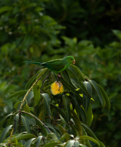 Why alphonso tree need fertilizers