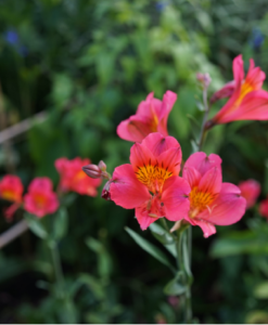 Why alphonso tree need fertilizers