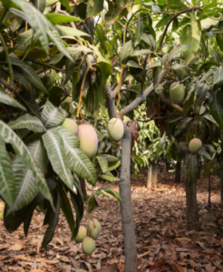 Alphonso mango production from 2000-2024 and yield failure over years