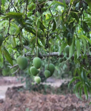 mango disease