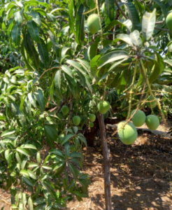 Why alphonso tree need fertilizers