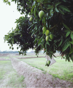 Why alphonso tree need fertilizers