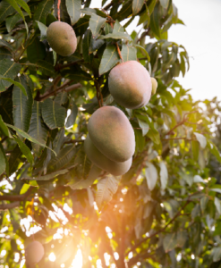 Why alphonso tree need fertilizers