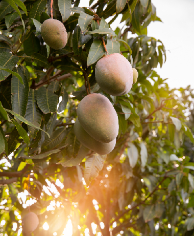 mango tree