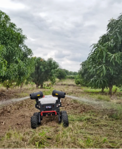 Alphonso mango production from 2000-2024 and yield failure over years