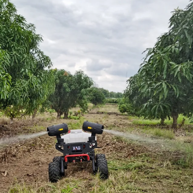 Drones vs. Traditional Methods: Why Transitioning to Drones is Essential for Today’s Alphonso mango Farmers