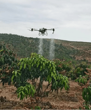 Revolutionizing Horticulture Farming like alphonso mango farming by Drone Application