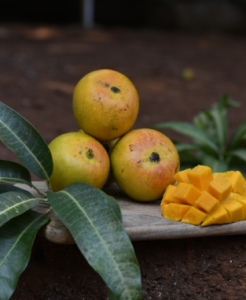 Alphonso mango production from 2000-2024 and yield failure over years