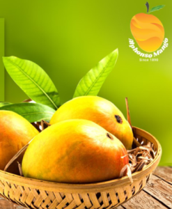 The journey of an alphonso mango from flowering to fruit